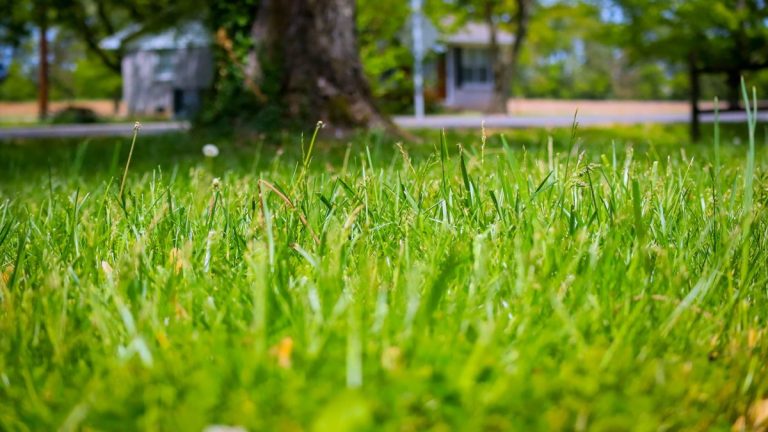 Pourquoi ma pelouse jaunise-t-elle en hiver? Un expert en gazon révèle les causes et comment aider les herbes à récupérer