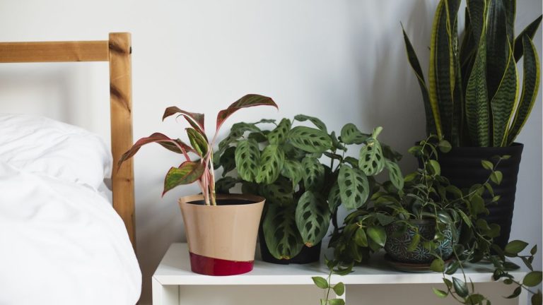 5 plantes d'intérieur que vous ne devriez jamais placer dans votre chambre, selon Feng Shui et des experts en design d'intérieur - plus quelles plantes choisir à la place
