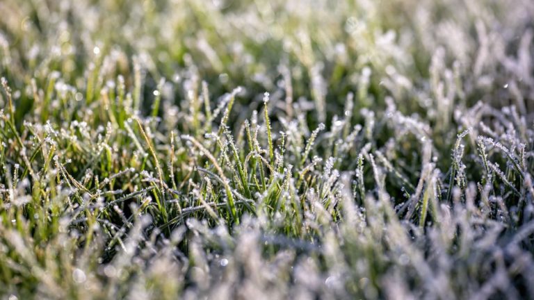 Soins de pelouse d'hiver - 8 tâches essentielles Les experts de la pelouse vous exhortent à faire maintenant pour protéger le vôtre pendant les mois les plus froids