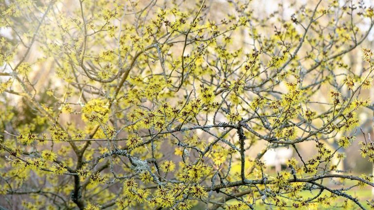 Comment et quand fertiliser les noisettes de la sorcière - les experts révèlent les secrets pour les plantes à fleurs vibrantes et saines