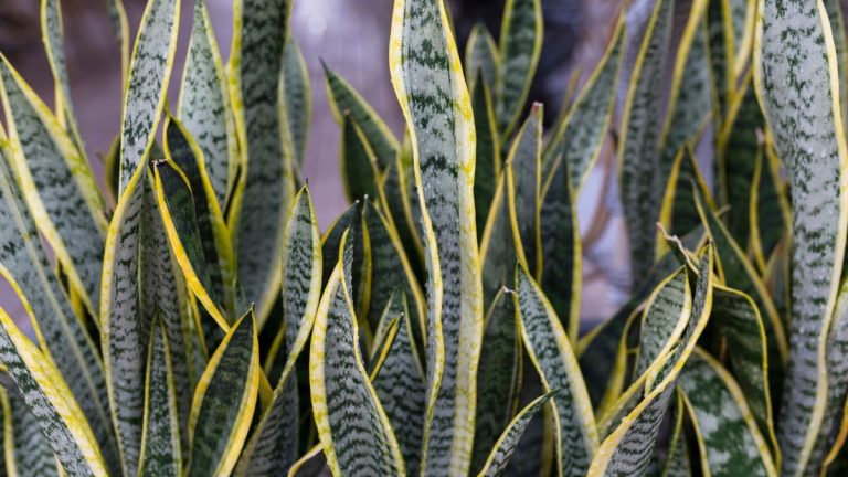 Où placer une usine de serpent pour apporter une protection, une purification et une énergie positive à votre maison, selon Feng Shui experts