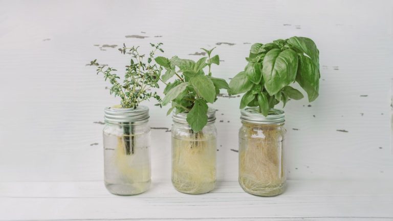 Quelle est la méthode Kratky? Les experts hydroponiques disent que c'est le moyen le plus simple de faire pousser des plantes dans l'eau - voici comment le faire à la maison