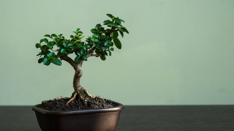 Les bonsaïs d'intérieur les plus faciles pour les débutants - 5 espèces à faible entretien pour transformer votre collection de plants d'intérieur