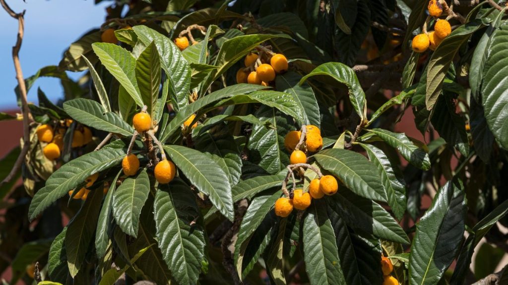 Comment cultiver un loquat pour apporter la douceur et la prospérité – avec des conseils de plantation et de soins d’experts en fruits Comment cultiver un loquat pour apporter la douceur et la prospérité - avec des conseils de plantation et de soins d'experts en fruits