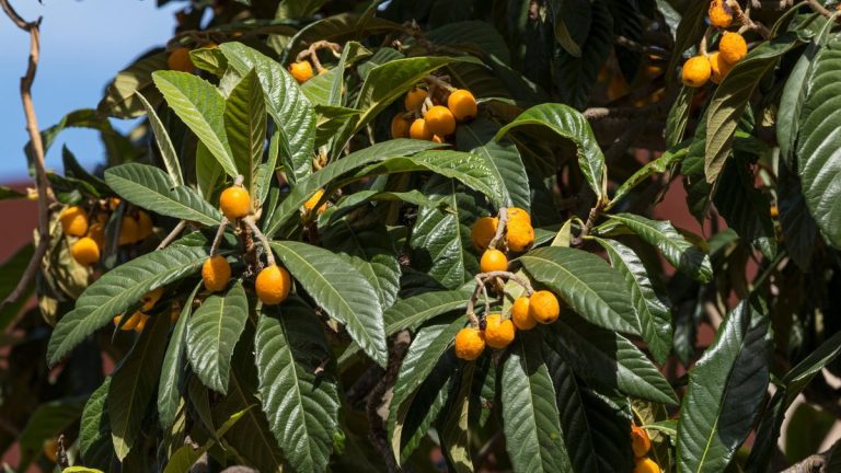 Comment cultiver un loquat pour apporter la douceur et la prospérité - avec des conseils de plantation et de soins d'experts en fruits