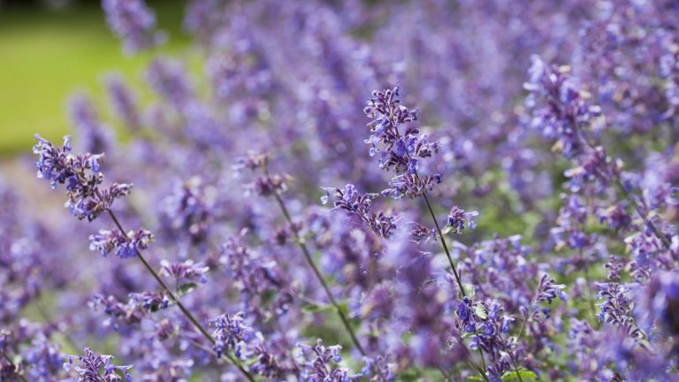 Comment cultiver Catmint dans des pots – Les experts révèlent les secrets au succès lors de l’ajout de cette herbe aromatique à fleurs à votre jardin de conteneurs Comment cultiver Catmint dans des pots - Les experts révèlent les secrets au succès lors de l'ajout de cette herbe aromatique à fleurs à votre jardin de conteneurs