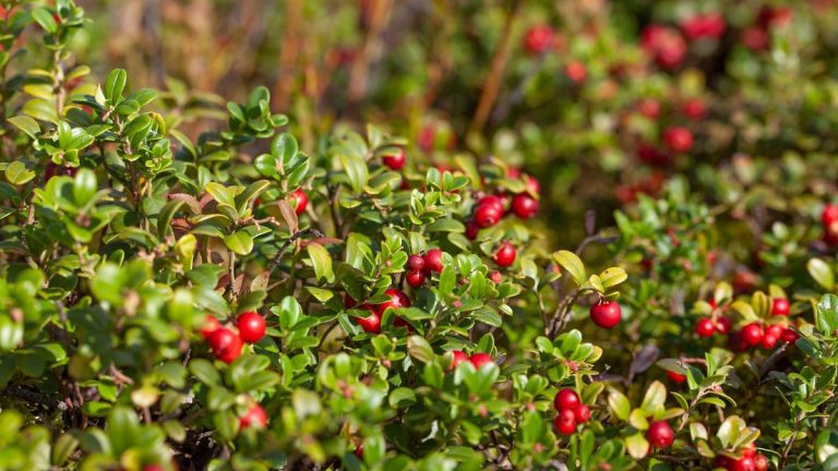 Meilleurs conifères comestibles – 5 belles plantes pour une récolte durable toute l’année Meilleurs conifères comestibles - 5 belles plantes pour une récolte durable toute l'année