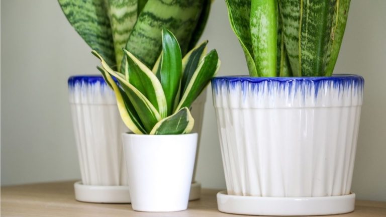 Comment faire votre propre mélange de rempotage de plante de serpent - une recette riche en nutriments pour garder ces plantes d'intérieur structurelles saines