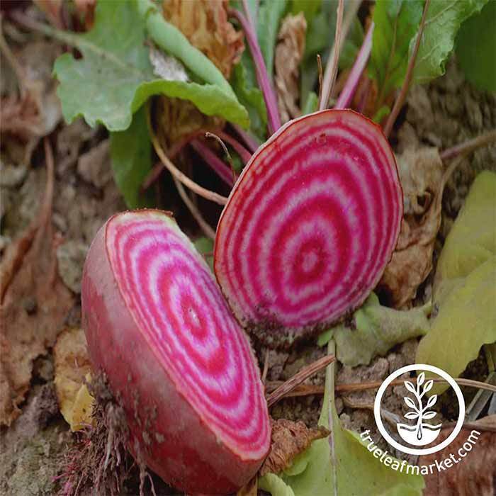 Graines de betterave Chioggia