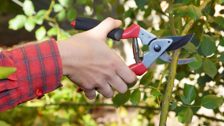 9 plantes à tailler en février - Tips de coupe d'un expert horticulteur pour des écrans estivaux spectaculaires