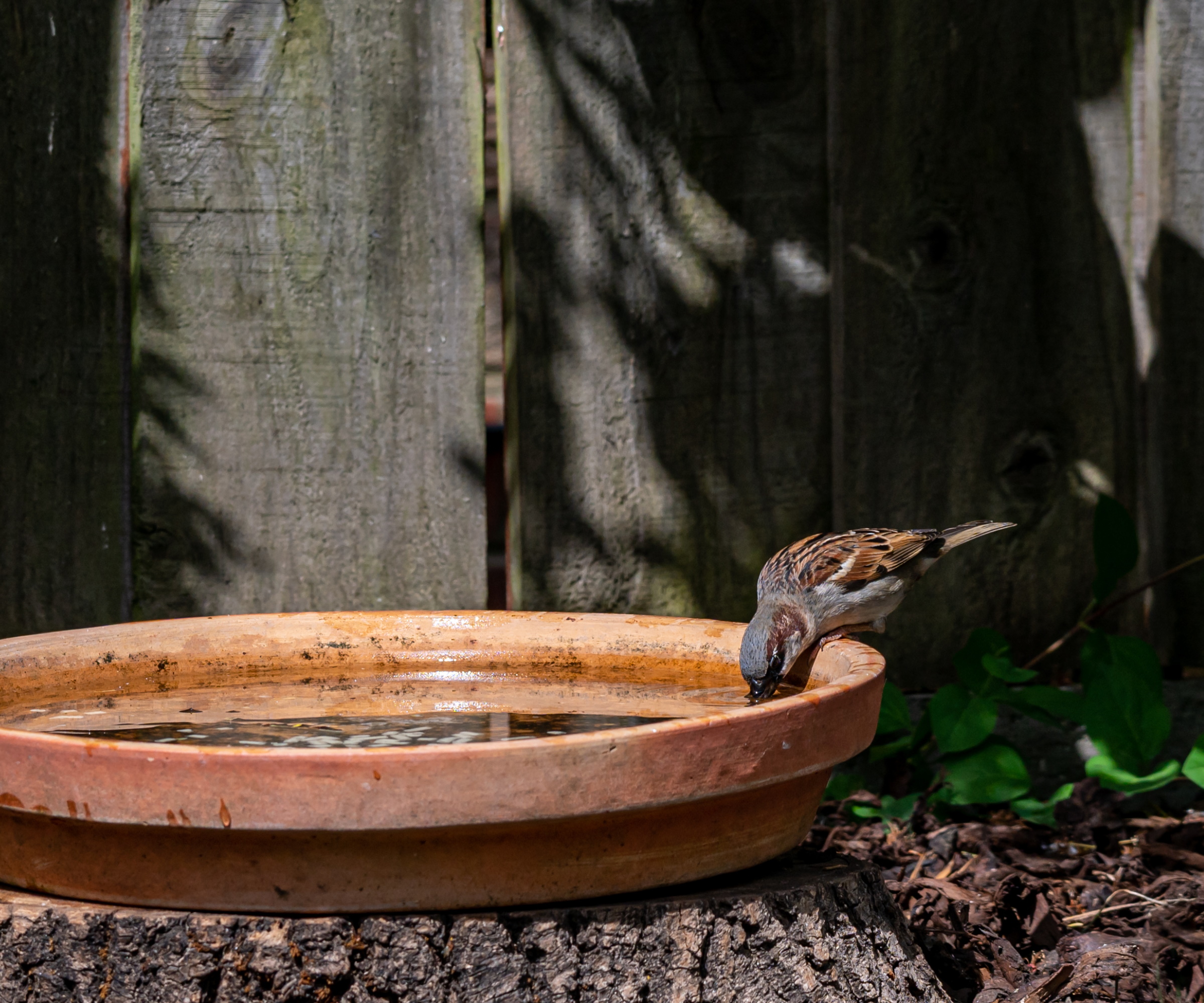 Oiseau perché sur un bol d'eau