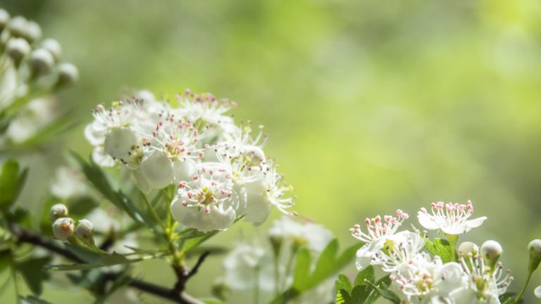 Comment faire pousser des amandes dans des pots - et transformer de petits espaces avec cette floraison de printemps inhabituelle