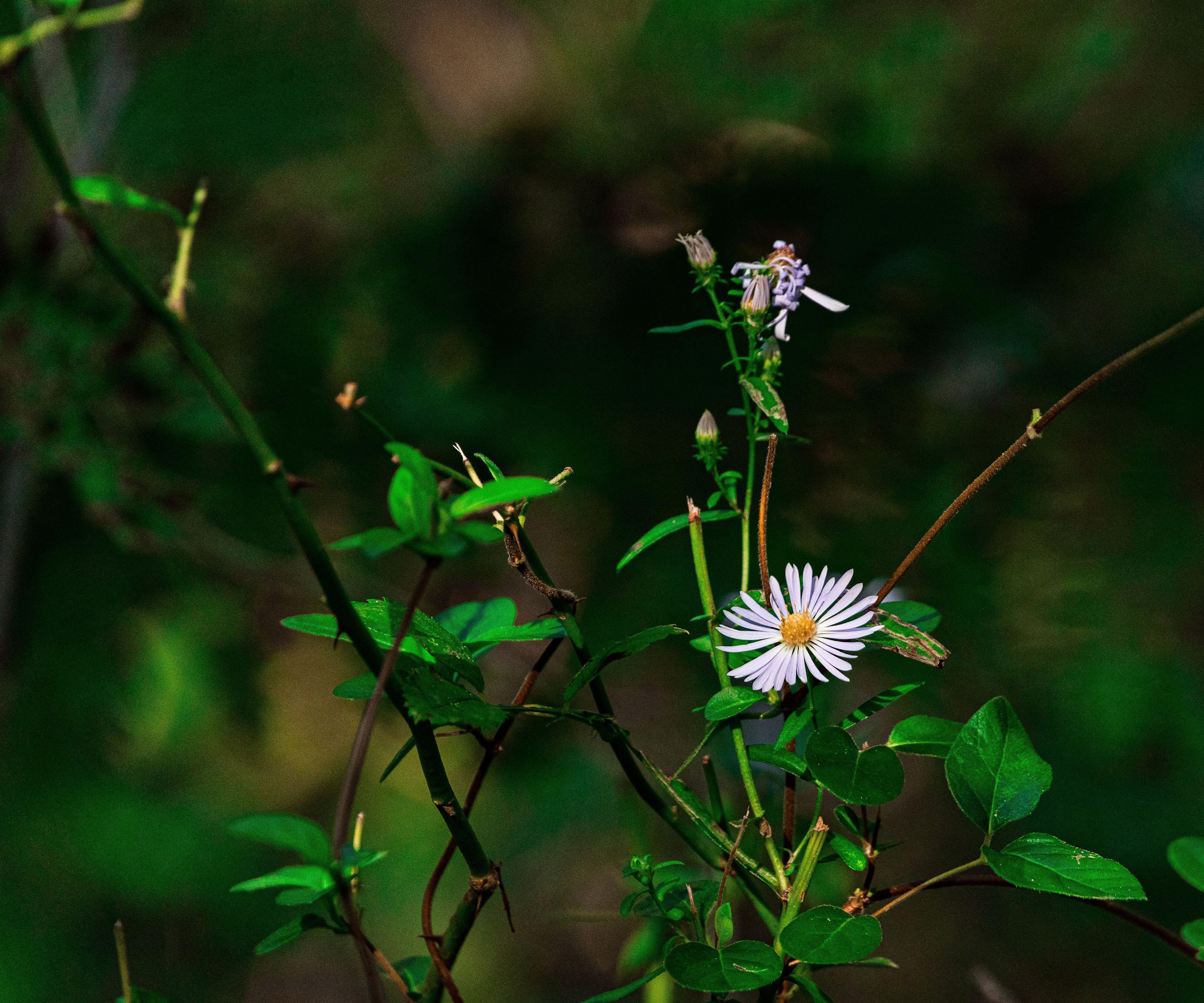 Aster grimpant dans un jardin, avec des fleurs lilas