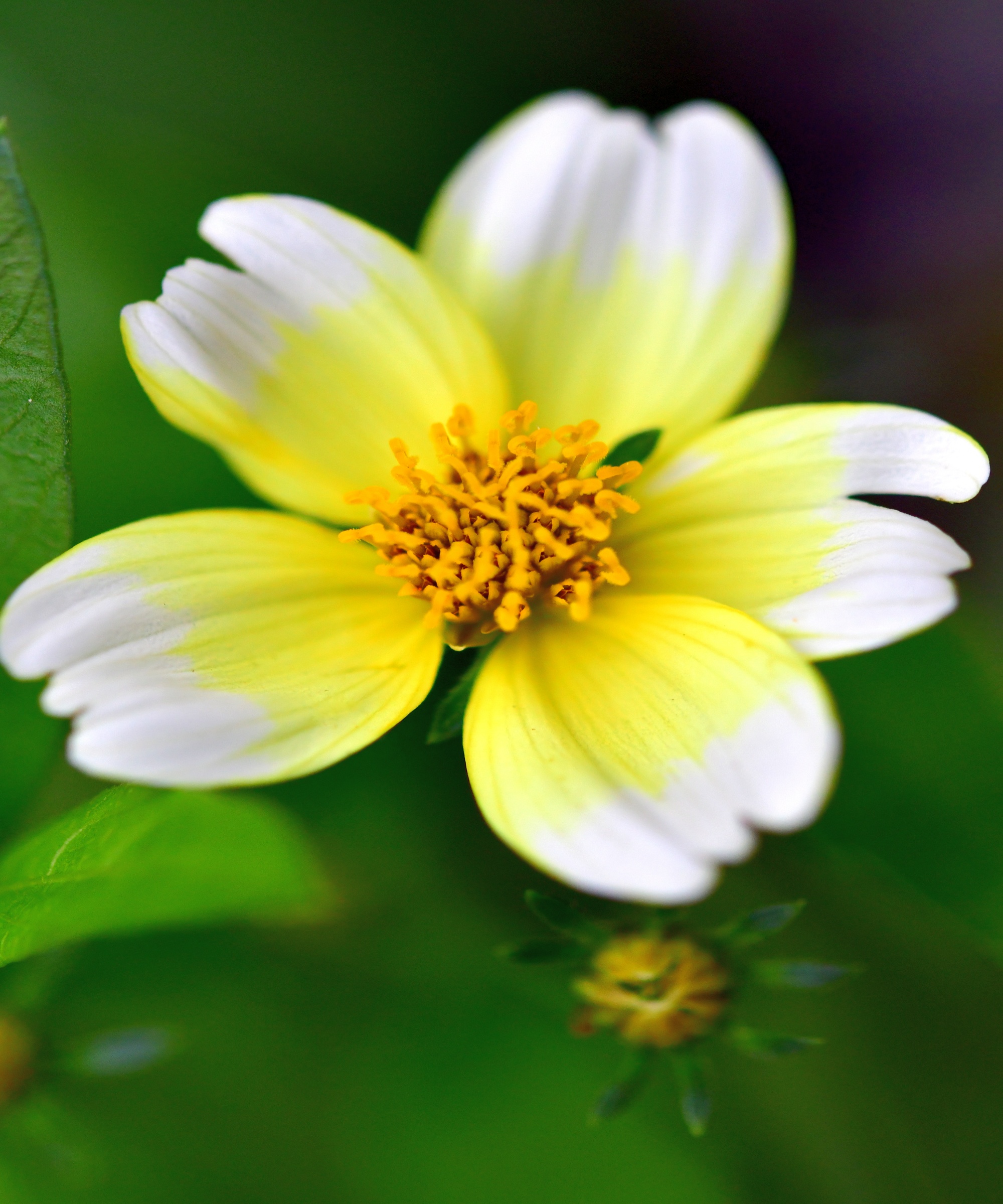 Comment faire pousser des bidens – pour créer sans effort une ...