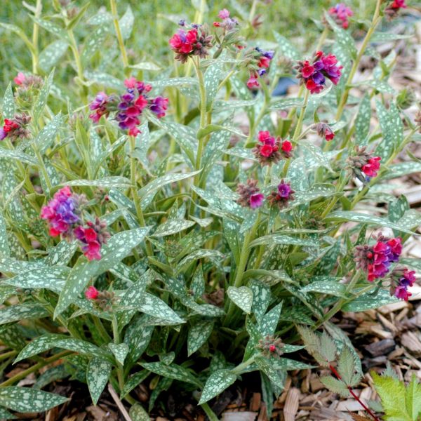 Pulmonaire Splash Framboise
