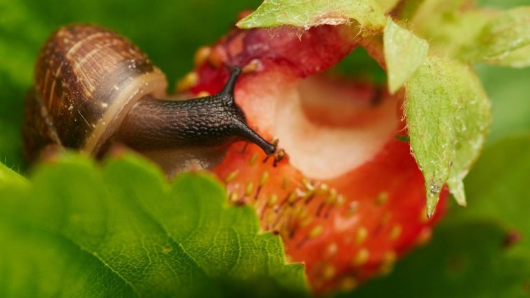 Comment préparer un spray à l'ail – pour lutter naturellement contre les limaces sur les plantes
