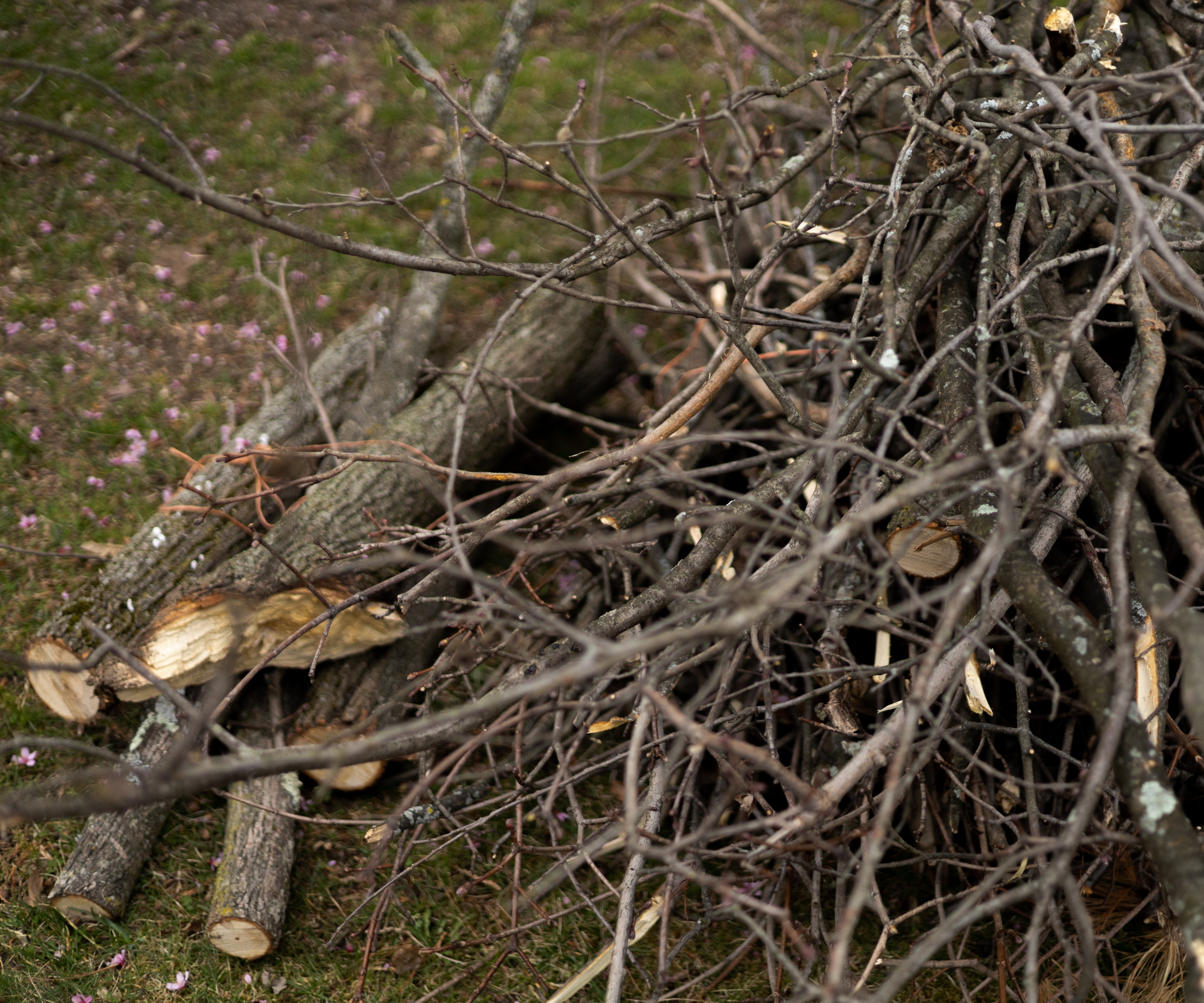 Branches et brindilles au sol