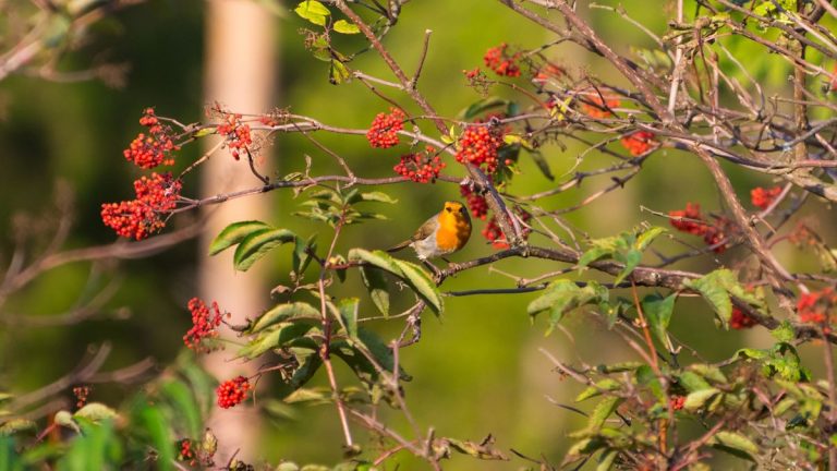 Comment tailler les sorbiers – pour des arbres sains, bien faits et pleins de baies Comment tailler les sorbiers – pour des arbres sains, bien faits et pleins de baies
