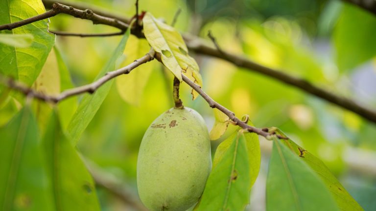 Le guide essentiel de la taille hivernale des papayers – pour des arbres fruitiers sains et bien faits cette année Le guide essentiel de la taille hivernale des papayers – pour des arbres fruitiers sains et bien faits cette année