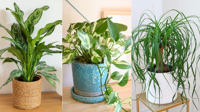 Les plantes d’intérieur luttent contre le faible taux d’humidité dans votre maison ? Cultivez plutôt ces 5 plantes – les experts conviennent tous qu’elles prospèrent dans des environnements plus difficiles Les plantes d’intérieur luttent contre le faible taux d’humidité dans votre maison ? Cultivez plutôt ces 5 plantes – les experts conviennent tous qu’elles prospèrent dans des environnements plus difficiles