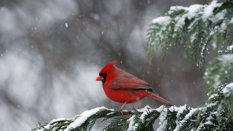Nourrir les oiseaux en hiver – comment aider la faune dans votre jardin pendant les mois froids de l’année Nourrir les oiseaux en hiver – comment aider la faune dans votre jardin pendant les mois froids de l'année