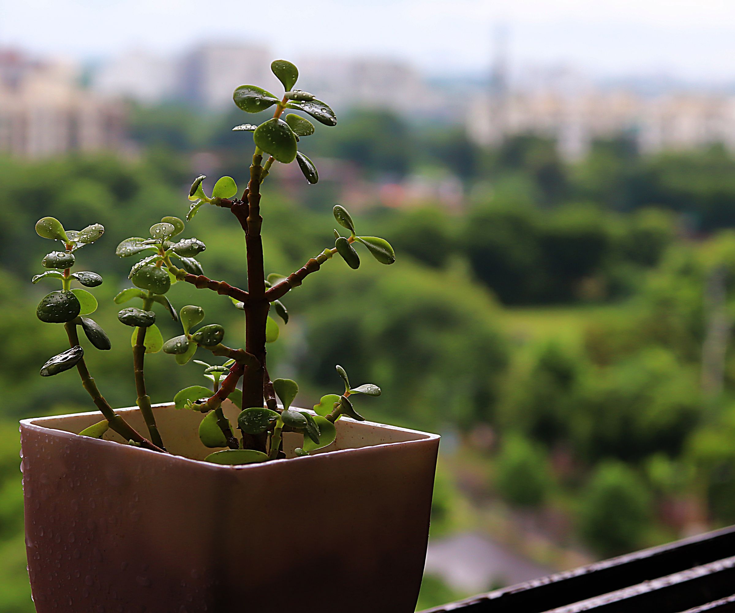 Plante de jade par fenêtre avec Central Park