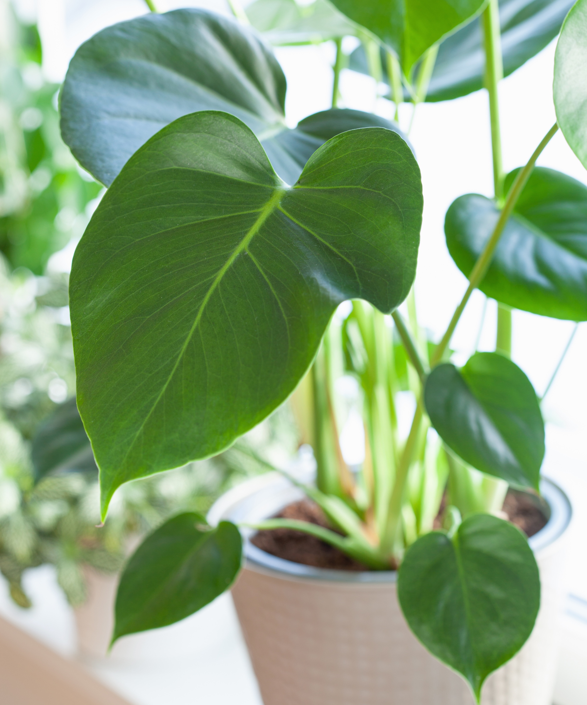 Monstera sans feuilles fendues