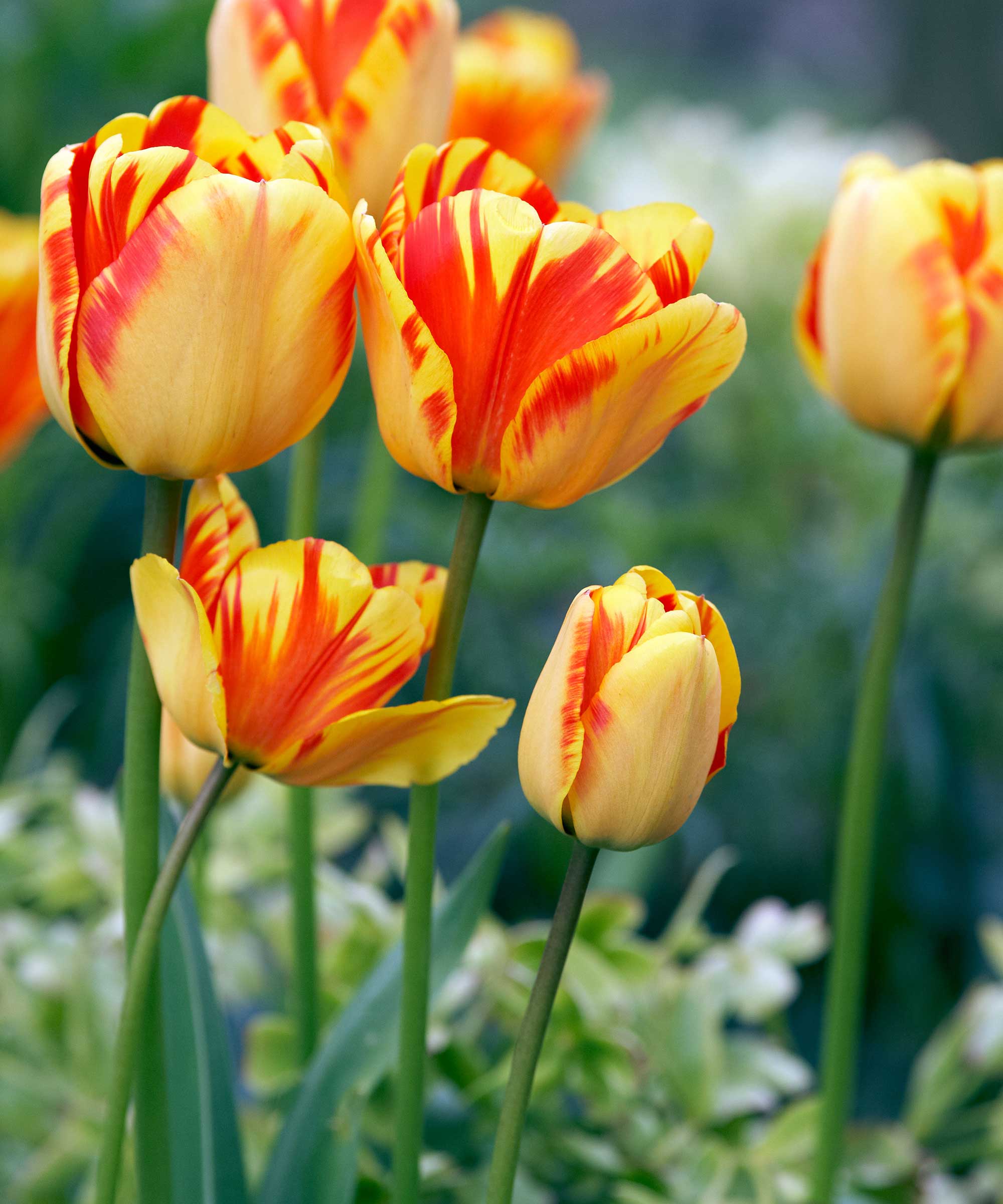 tulipes