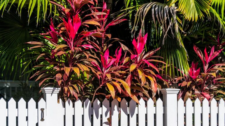 Comment cultiver une plante hawaïenne – donnez à votre jardin une sensation tropicale et une touche de bonne chance avec ce fabuleux feuillage Comment cultiver une plante hawaïenne - donnez à votre jardin une sensation tropicale et une touche de bonne chance avec ce fabuleux feuillage
