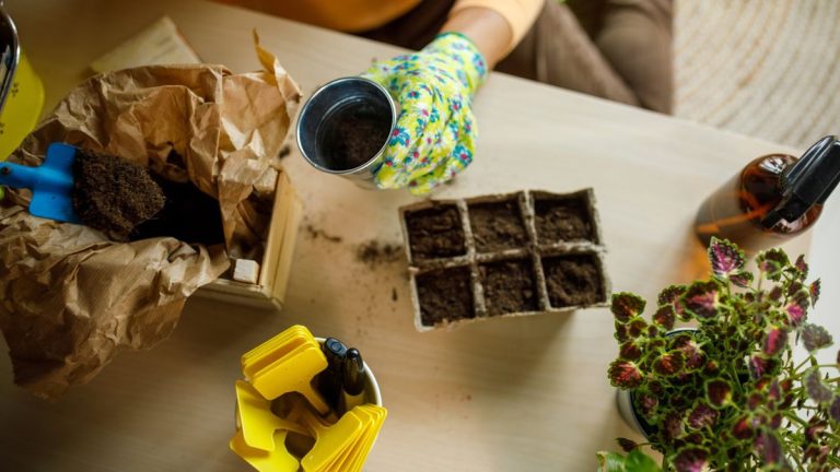 Graines à semer dans la zone de rusticité américaine 7 en février - fleurs, légumes et herbes pour commencer à l'intérieur pour une saison plus longue