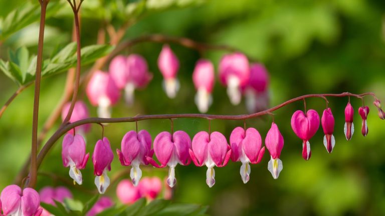 Les cœurs saignants nus sont les plantes vivaces incontournables et en forme de cœur que vous devriez planter ce printemps