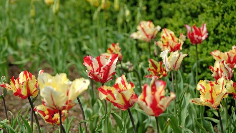 Les écureuils et les rongeurs attaquent-ils vos ampoules? Essayez ce hack de jardin simple et naturel pour une protection instantanée