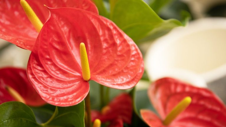 Comment propager un anthurium - les experts végétaux révèlent comment multiplier ces plantes d'intérieur colorées à partir de boutures et par division