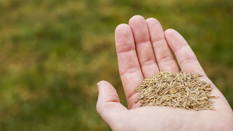 Pouvez-vous planter des graines d’herbe en hiver? Les experts en pelouse révèlent comment cela est possible, plus pourquoi cela vous fait gagner du temps au printemps Pouvez-vous planter des graines d'herbe en hiver? Les experts en pelouse révèlent comment cela est possible, plus pourquoi cela vous fait gagner du temps au printemps
