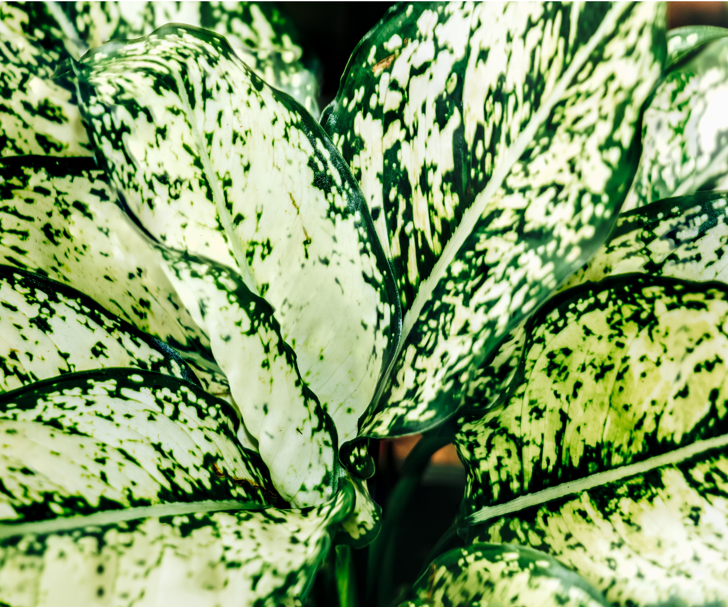 Aglaonema White Kiwi