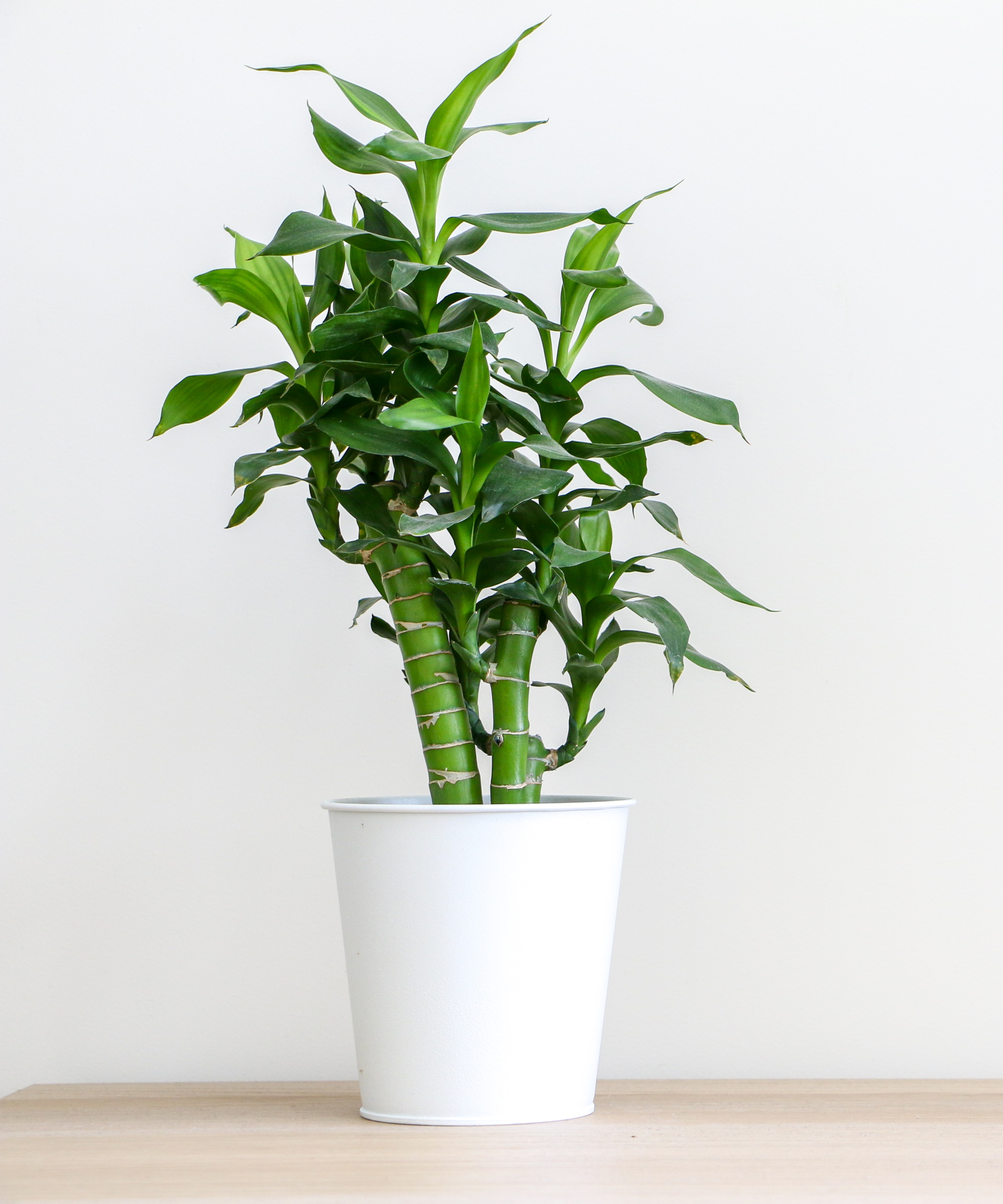 Bamboo chanceux