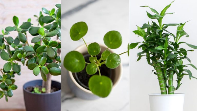 5 Plants d’intérieur chanceux pour apporter fortune dans votre maison – découvrez le sens derrière eux, ainsi que des conseils de soins pour les aider à prospérer 5 Plants d'intérieur chanceux pour apporter fortune dans votre maison - découvrez le sens derrière eux, ainsi que des conseils de soins pour les aider à prospérer