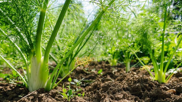 La culture du fenouil à partir de restes est rapide et simple - voici comment le faire en 6 étapes pour obtenir des récoltes savoureuses dans les deux semaines