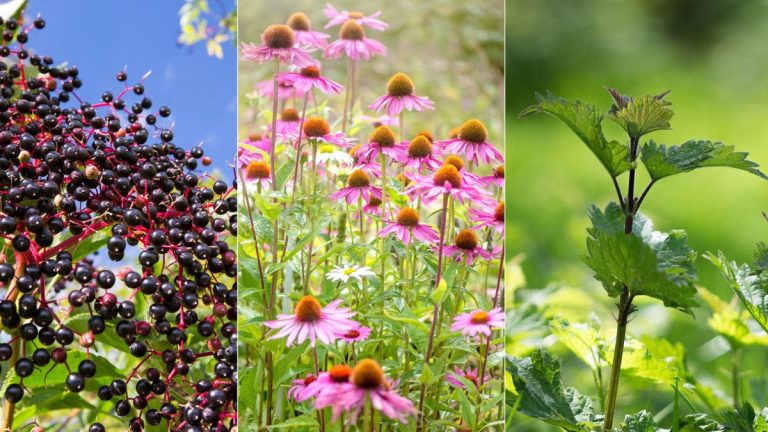 7 Les plantes médicinales que vous ne savez pas se développent dans votre cour – les herboristes révèlent comment la guérison des herbes et des fleurs peut soutenir le bien-être mental et physique 7 Les plantes médicinales que vous ne savez pas se développent dans votre cour - les herboristes révèlent comment la guérison des herbes et des fleurs peut soutenir le bien-être mental et physique