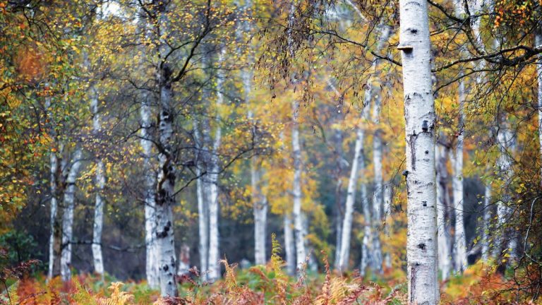 Les arboriciens révèlent quand tailler un bouleau pour le garder en bonne santé et beau, plus quand ne pas couper Les arboriciens révèlent quand tailler un bouleau pour le garder en bonne santé et beau, plus quand ne pas couper