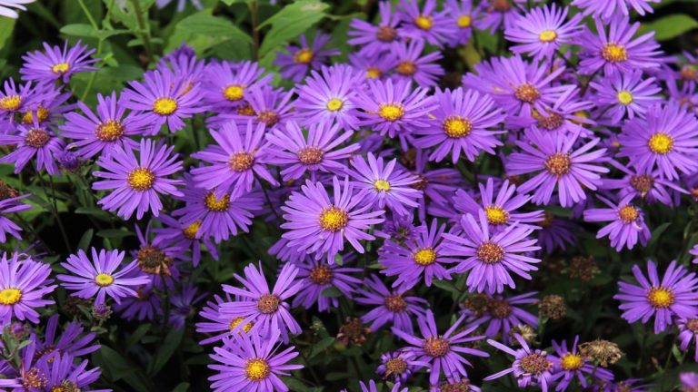 Comment grandir et prendre soin des asters – étendez la palette de couleurs de votre cour avec ces beautés faciles et semblables à des marguerites Comment grandir et prendre soin des asters - étendez la palette de couleurs de votre cour avec ces beautés faciles et semblables à des marguerites