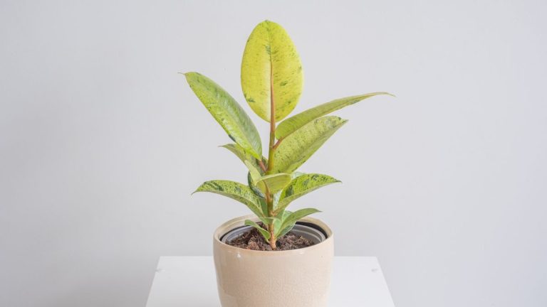 3 conseils Les experts de l’usine disent que cette rare variété de plantes en caoutchouc est belle et saine 3 conseils Les experts de l'usine disent que cette rare variété de plantes en caoutchouc est belle et saine