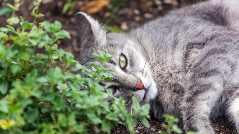 Comment cultiver Catnip – Conseils d’experts pour cette plante aromatique sous-estimée qui tolère le rhume Comment cultiver Catnip - Conseils d'experts pour cette plante aromatique sous-estimée qui tolère le rhume
