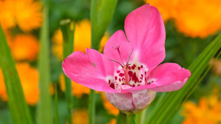 7 ampoules inhabituelles à planter au printemps – ces beautés ajouteront des fleurs exotiques et un feuillage frappant à votre jardin d’été 7 ampoules inhabituelles à planter au printemps - ces beautés ajouteront des fleurs exotiques et un feuillage frappant à votre jardin d'été