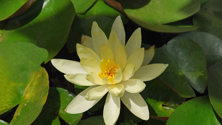 Transformez votre étang avec des fleurs dorées de la taille d’une plaque – des conseils d’experts sur la façon de cultiver le lotus américain Transformez votre étang avec des fleurs dorées de la taille d'une plaque - des conseils d'experts sur la façon de cultiver le lotus américain