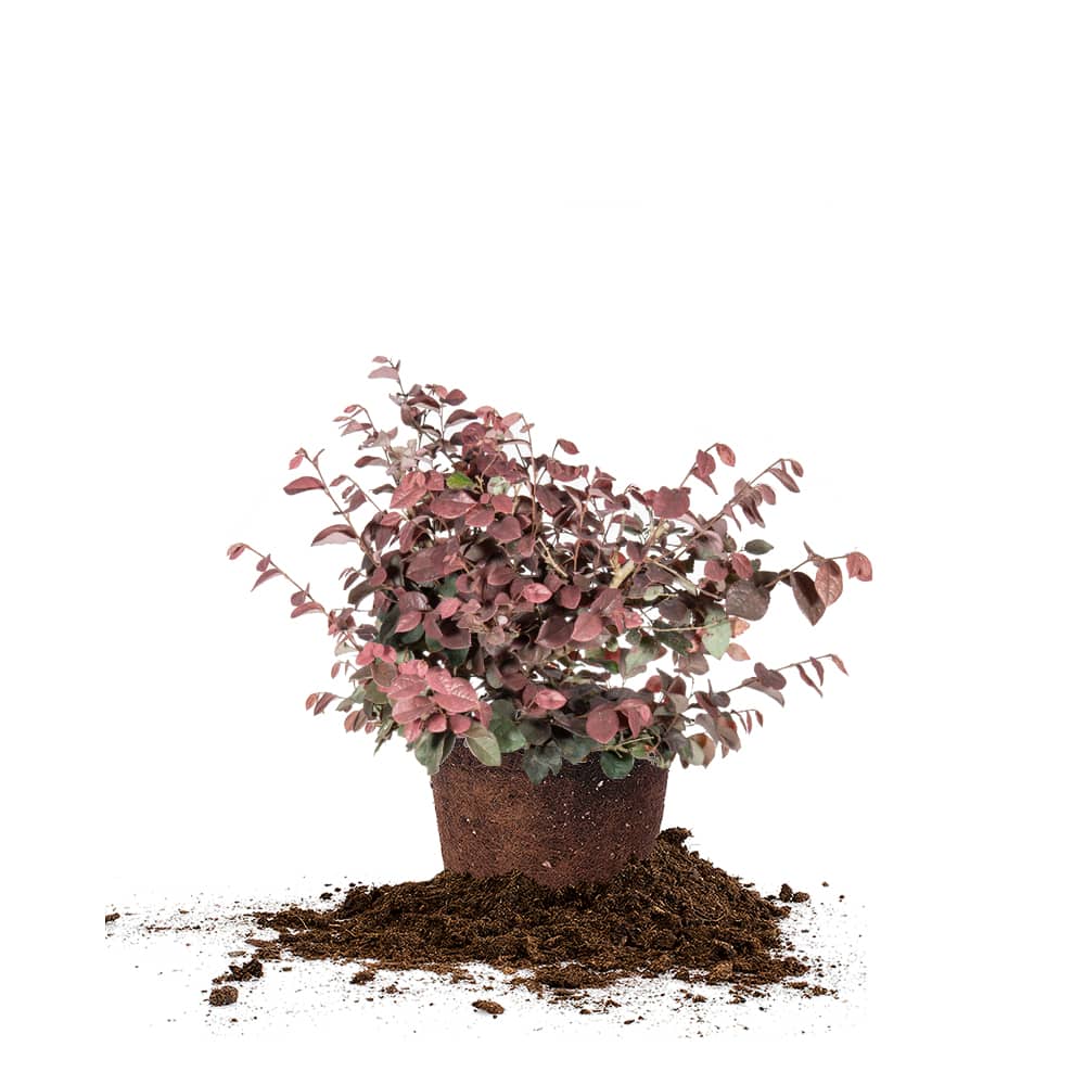 Loropetalum zhuzhou arbuste de fleur de frange chinoise