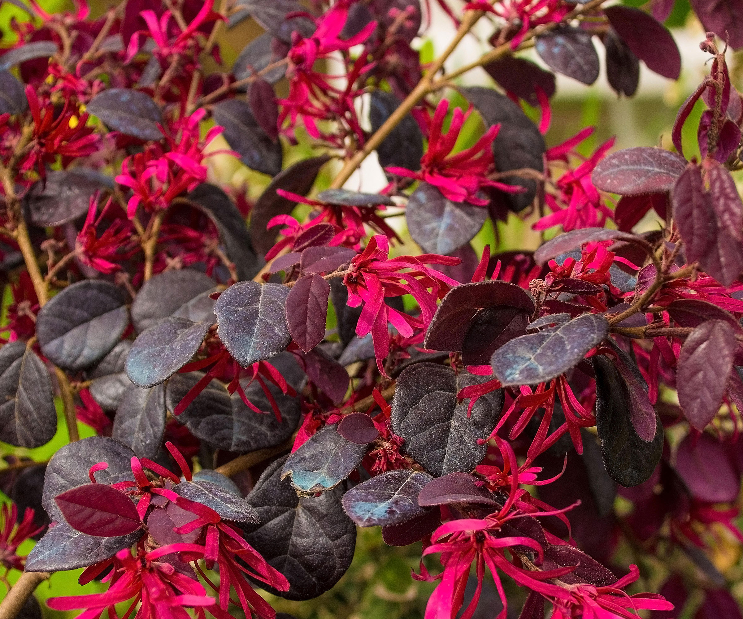 Arbuste de loropetalum à fleurs