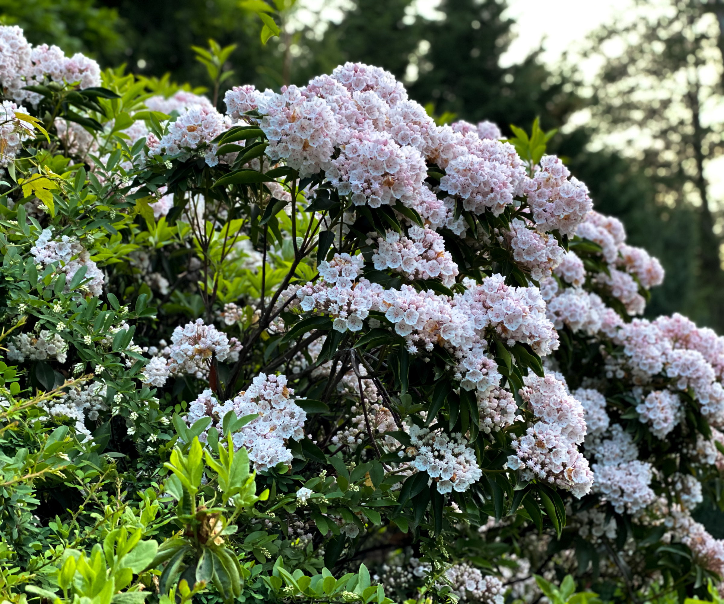 Fleurs roses et blanches d'un laurier de montagne en fleur
