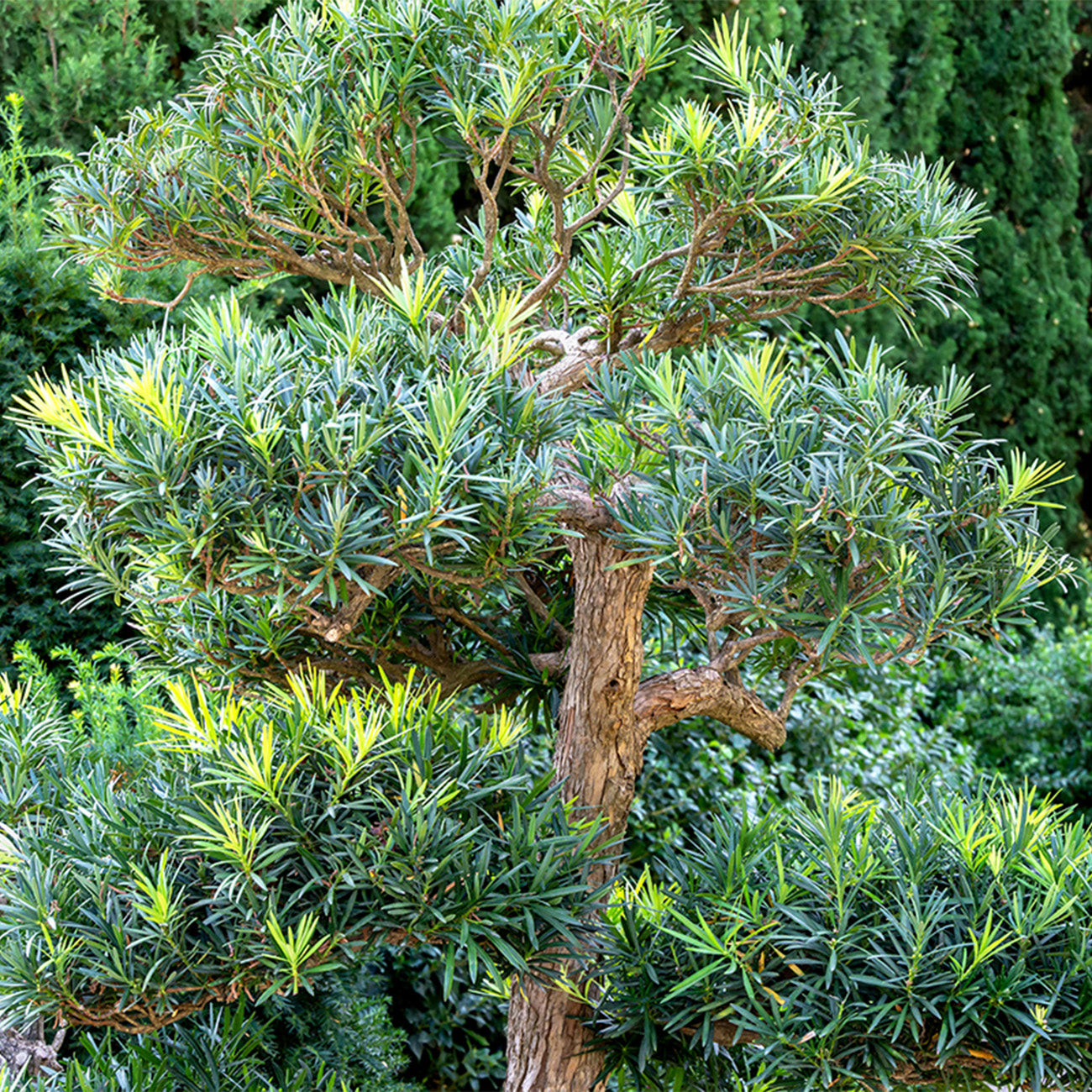 Podocarpus Pringles nain