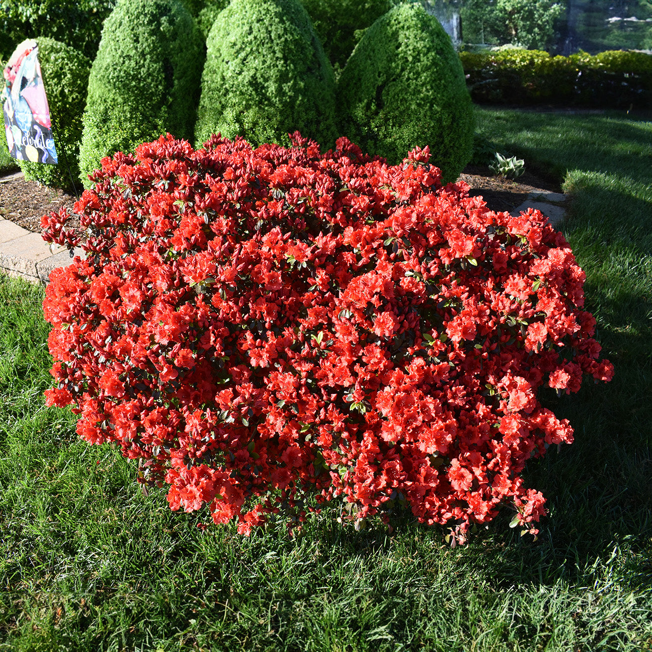 Arbuste d'automne Bonfire® Encore® Azalea